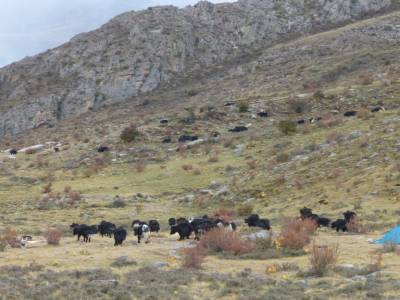 troupeau de Yaks au camps