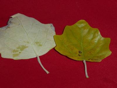 Feuille 1