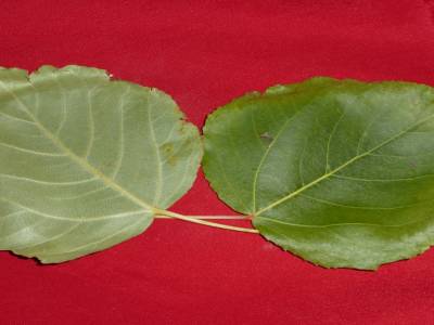 Feuille 3