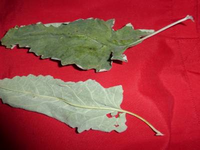 Feuille 4