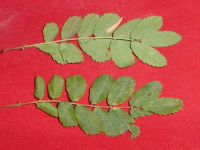 Feuille 7