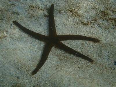 Isla Coronado 12