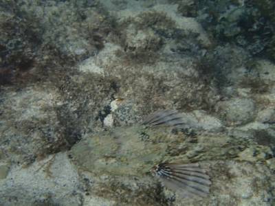 Isla Coronado 13