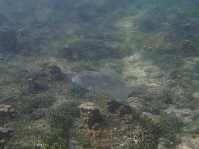 Isla Coronado 14