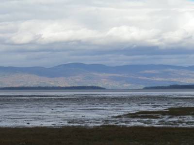 Les oies de Montmagny