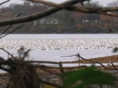 Les oies de Montmagny