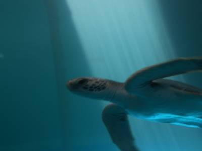 Au musée de la tortue