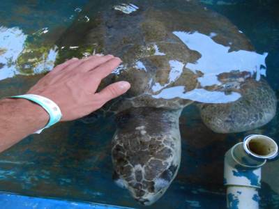au musée de la tortue
