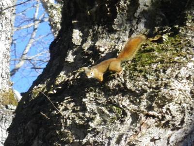 Un des nombreux ecureuil roux du parc des Appalaches