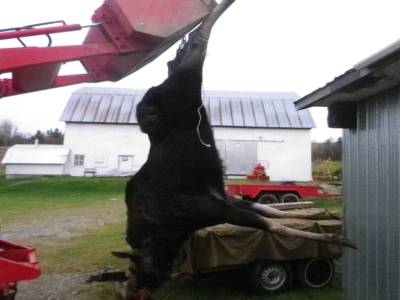 Orignal de Mario Labonté