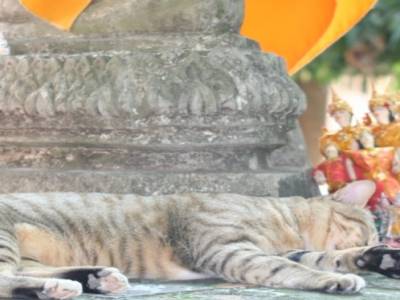 le chat bouddhiste