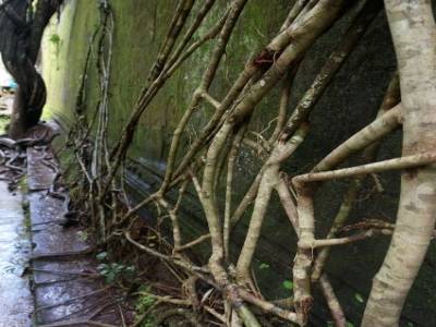 Beng Mealea