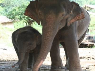 Dumbo a retrouvé sa maman