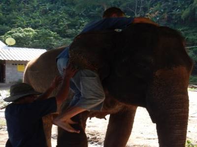 comment monter sur un éléphant
