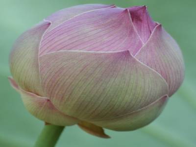 fleur de lotus