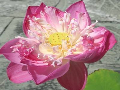fleur de lotus