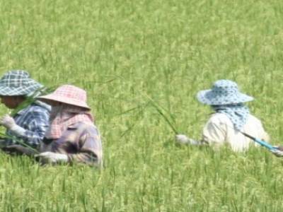 femmes dans les champs