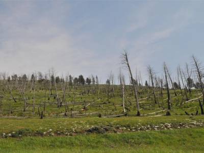 Parc National de Yellowstone
