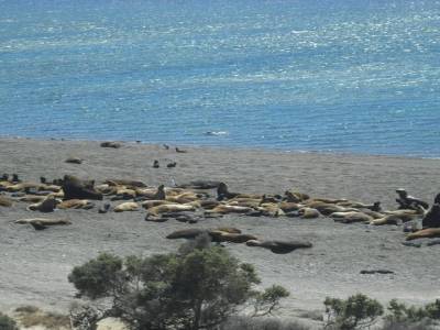 Des lions de mer