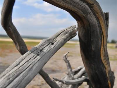 Yellowstone