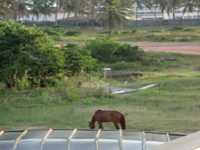 Au brésil tu croise souvant des chevaux en liberté, et c'est normal