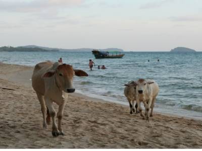 les vaches sur la plage!
