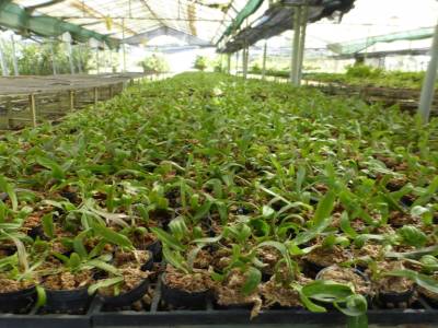 orchidees