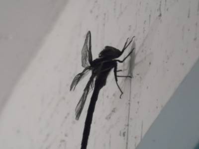Une espèce d'énorme libellule