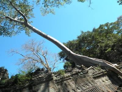 nos premiers arbres envahissants
