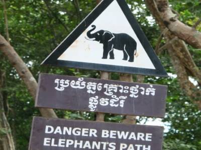 attention! passage d'éléphants