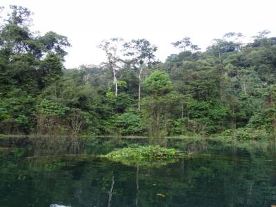 jungle