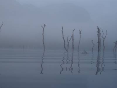 Khao Sok national park : jungle
