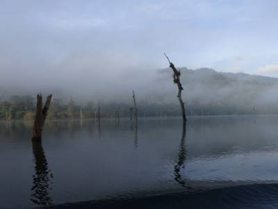 Khao Sok national park : jungle