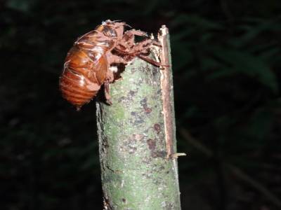 Khao Sok national park : jungle