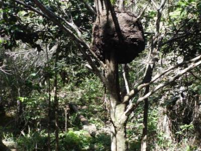 Termites !