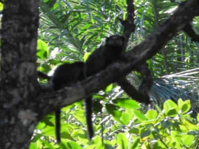 Singes