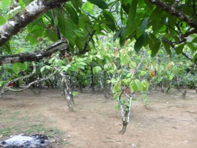 Plantation de cacaotier
