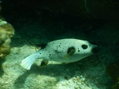 poisson lune?