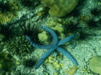 étoile de mer