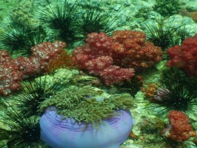 corail en fleurs et anémone