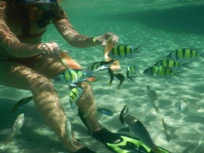 ils kiffent la pastèque les poissons