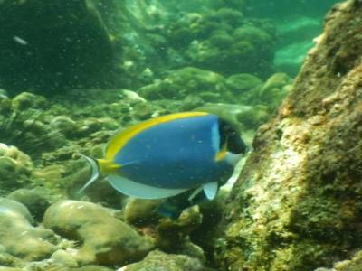 poisson bleu