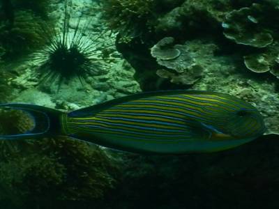 poisson rayé