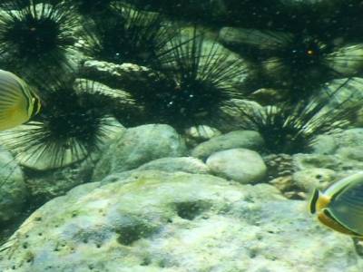 encore des petits poissons