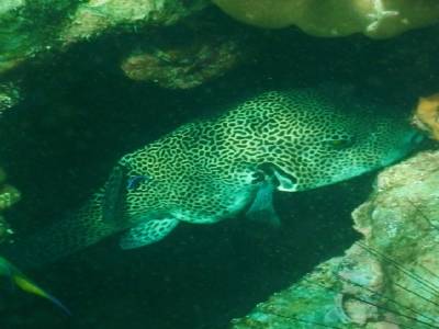 requin léopard