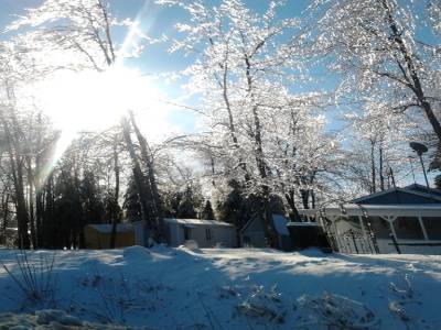 Les arbres geles!