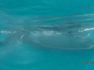 requin baleine