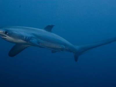 requin renard