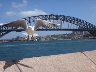 The Harbour Bridge !!!