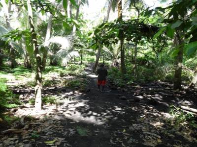 foret tropicale
